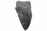 Partial Megalodon Tooth - South Carolina #320701-1